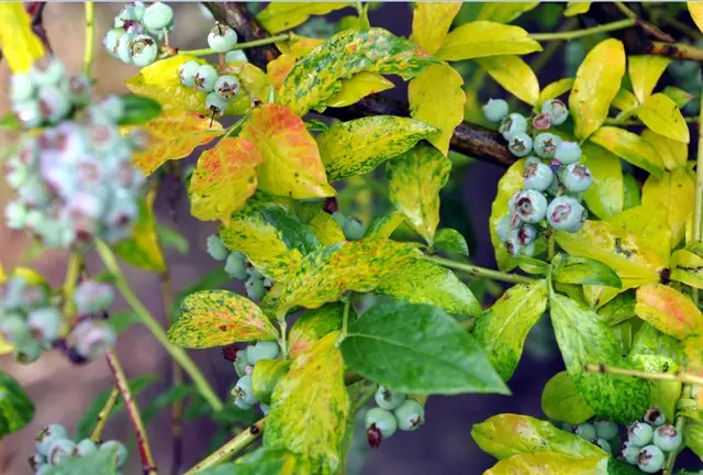 Возбудитель монилиоза имеет разные стадии, которые по-разному влияют на голубику. Возбудитель монилиоза имеет разные стадии, которые по-разному влияют на голубику.