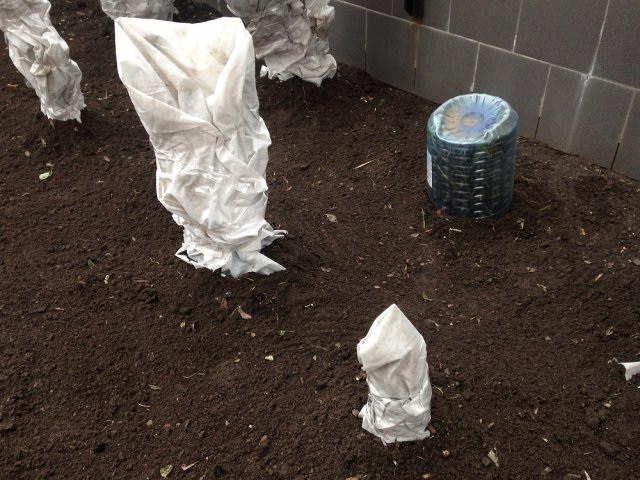 Для каждого растения требуется индивидуальный способ укрытия