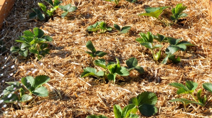 Мульчирование опилками