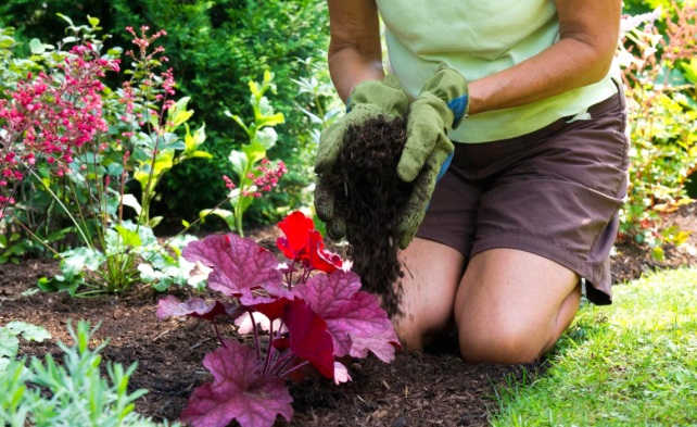 Процедура мульчирование