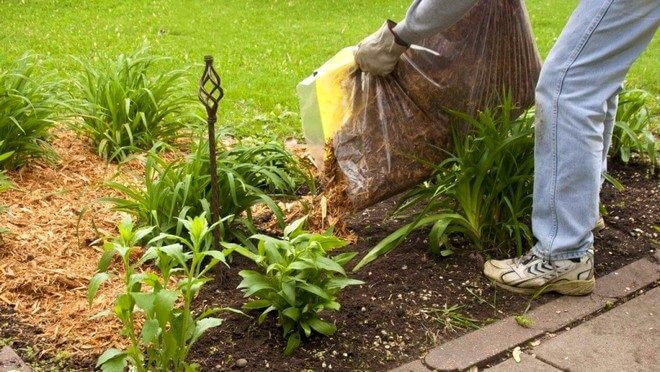 Выбор мульчи