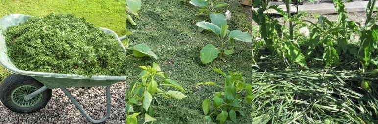 Скошена трава може бути ефективною для боротьби з бур'янами.