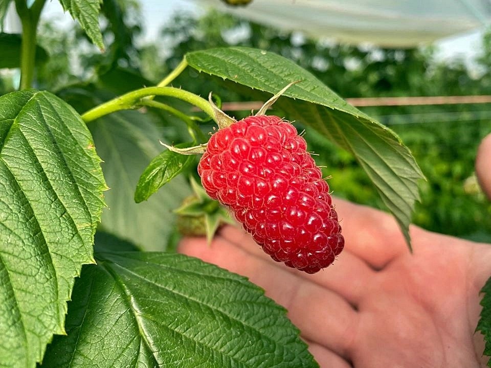 Малина Мапема — ремонтантний, високоврожайний сорт, який чудово підходить для промислового вирощування.