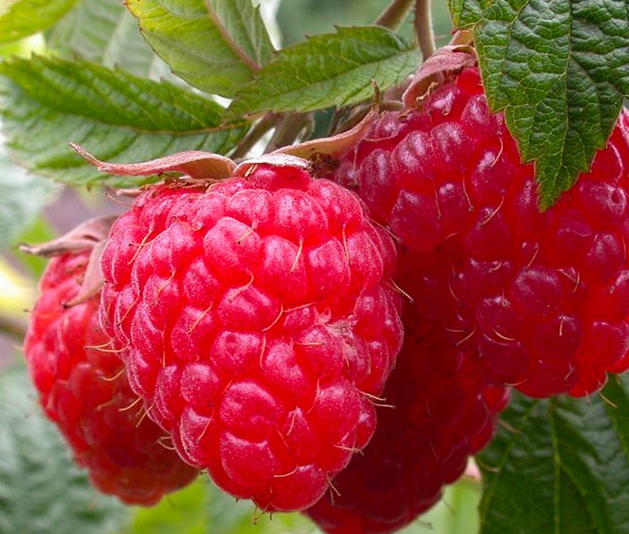 Малина Зюгана — один із найуспішніших ремонтантних сортів швейцарської селекції.