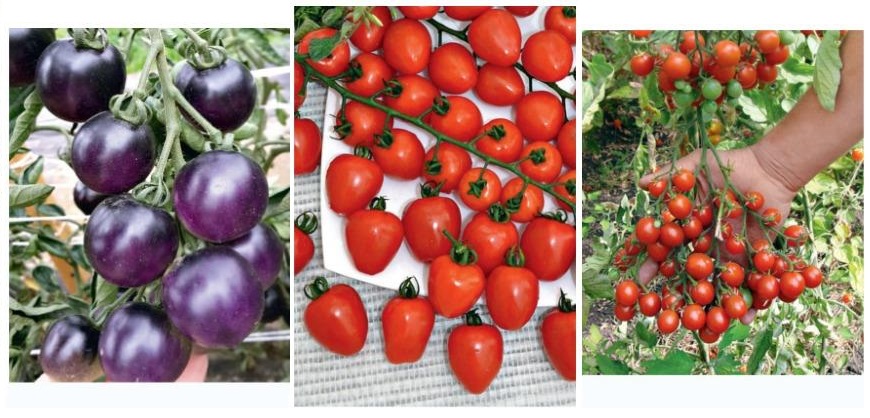 Гибриды томатов
