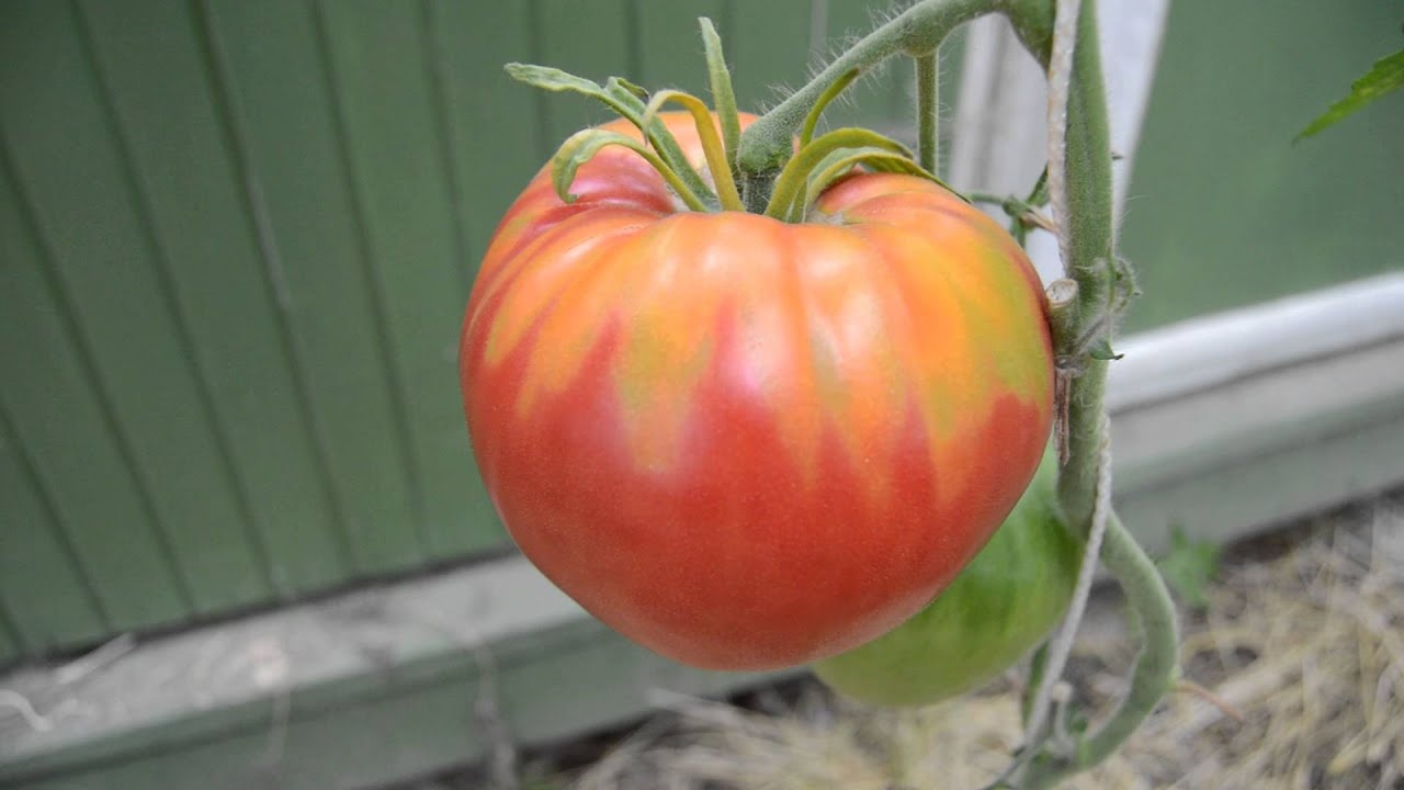 Сорт помидоров Розовый Фламинго