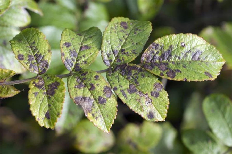 Черная пятнистость является одной из самых распространенных грибковых болезней, поражающих розы.