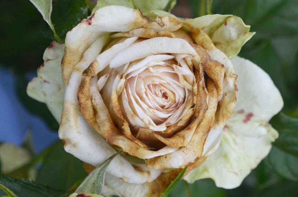 Серая гниль чаще всего поражает бутоны и цветы розы.