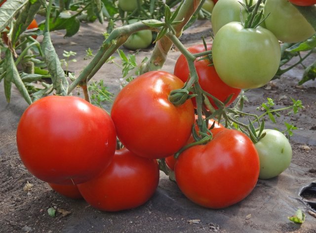 Специальные приемы агротехники