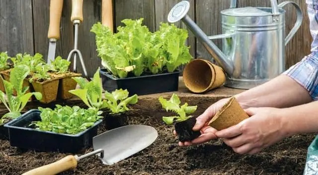 Использование торфяных кассет