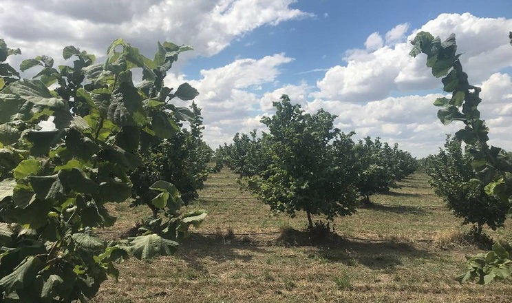 Преимущества посадки нескольких сортов фундука