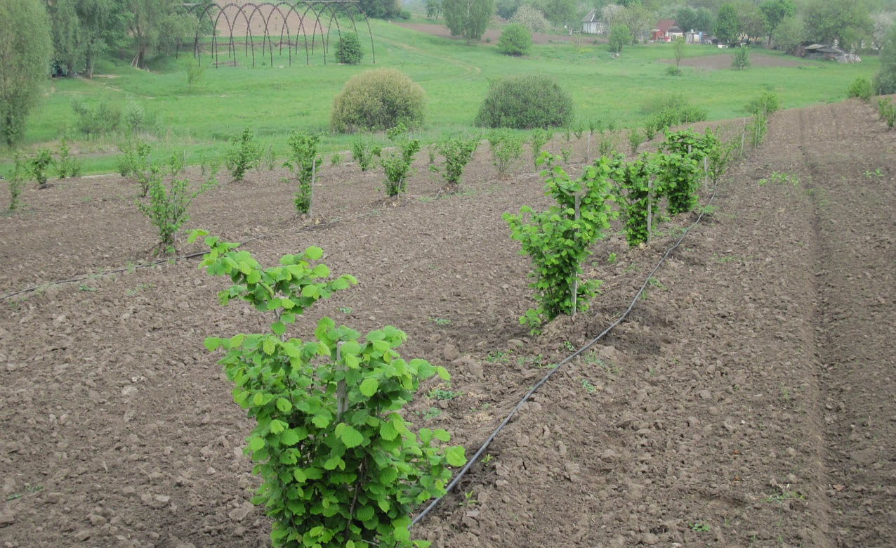 Посадка нескольких сортов фундука – это разумный шаг, обеспечивающий более высокую урожайность, стабильность, удобство сбора.