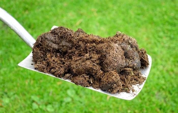 Использование навоза как подкормки имеет как плюсы, так и минусы