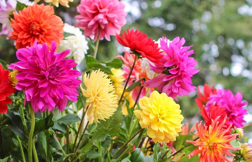 Георгины следует высаживать на солнечном участке. Георгины следует высаживать на солнечном участке.