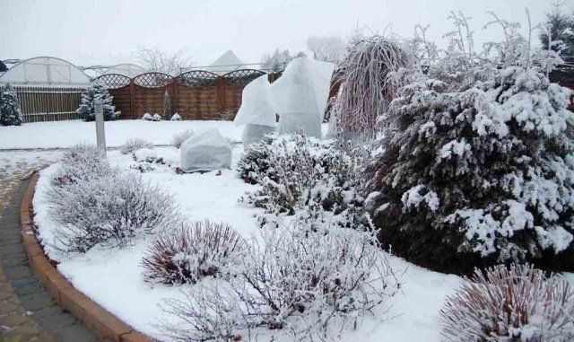 От физиологической засухи чаще всего страдают хвойные растения