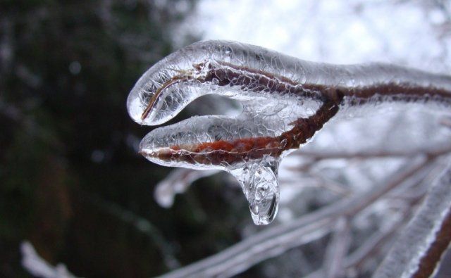 Лед со снегом опасн для растений
