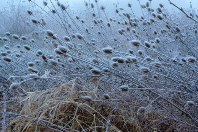 Зимние ветры хуже влияют на все живое, чем морозы