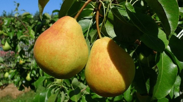 Груша считается довольно капризным деревом