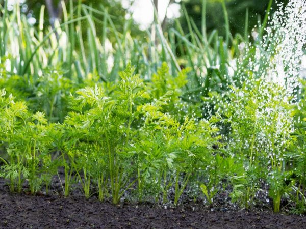 Полив моркови