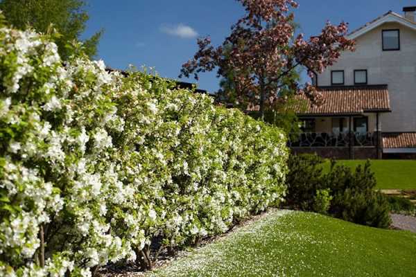 Живая изгородь - одна из лучших живых изгородей в саду