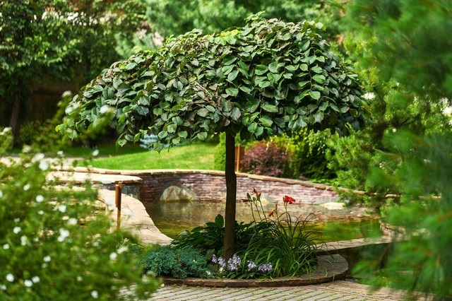 Зрелые деревья в саду