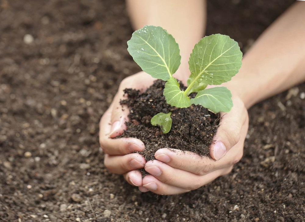 Капуста требует много света.