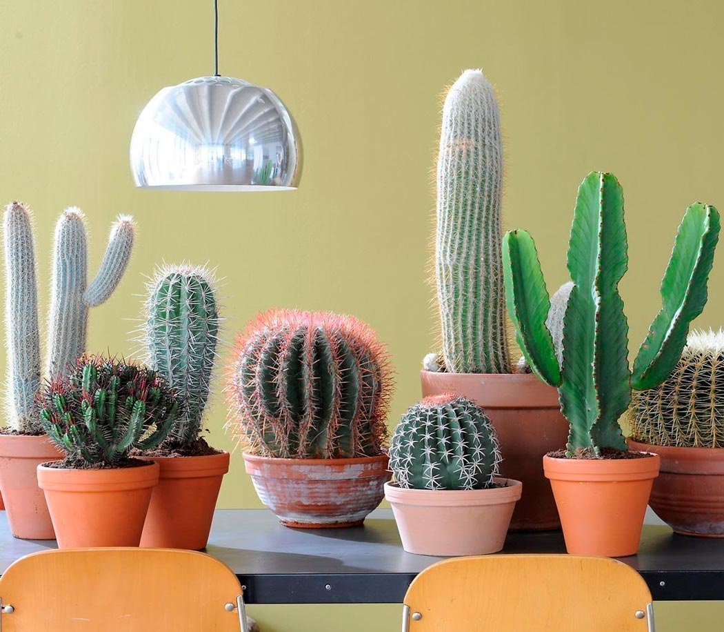 Основні причини того, чому кактус не цвіте