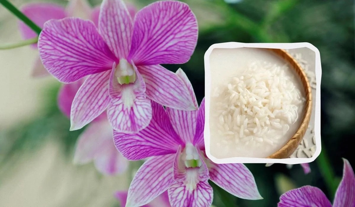 Стимулювати цвітіння у орхідеї можна за допомогою рисової води. Стимулювати цвітіння у орхідеї можна за допомогою рисової води.