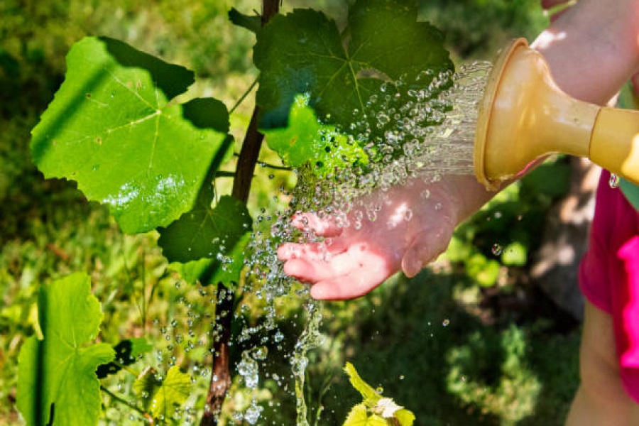 Поливать следует не часто, но обильно, чтобы влага достигала нижних слоев почвы.
