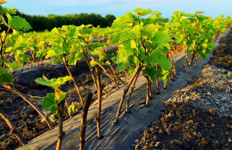 Участок для посадки саженца винограда должен быть открыт к солнцу.