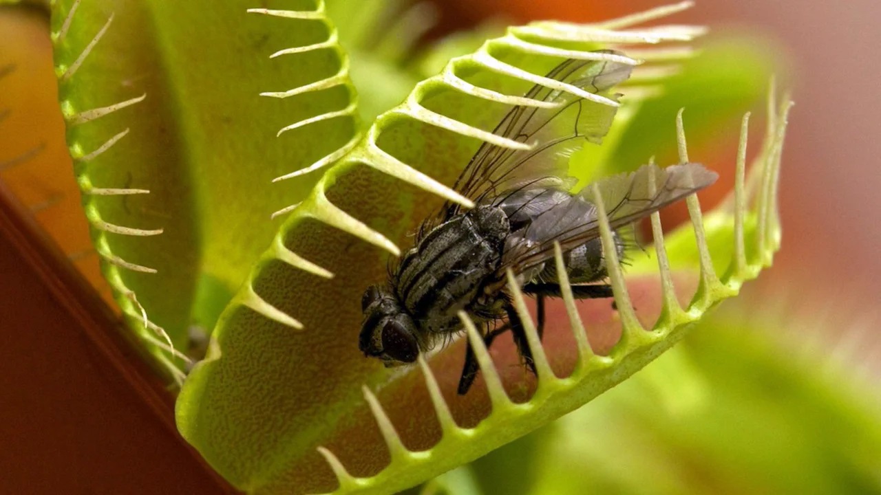 Венерина мухоловка – это уникальное хищное растение, охотящееся на насекомых.