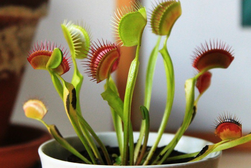 Чтобы венерина мухоловка развивалась здоровой и эффективно выполняла свои функции, важно соблюдать несколько основных принципов ухода.