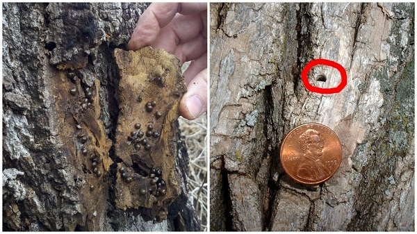 Обработка плодовых деревьев от вредителей, средства от вредителей и препараты для обработки весной Обработка плодовых деревьев от вредителей, средства от вредителей и препараты для обработки весной