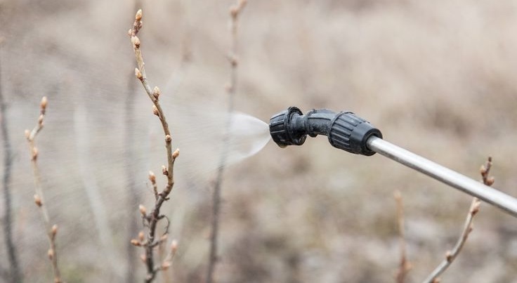 Весняна обробка кущів смородини є дуже корисною.