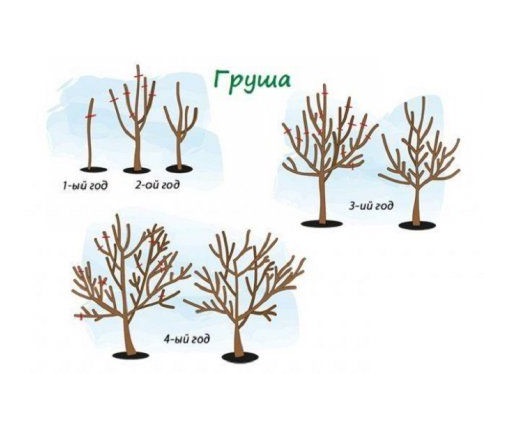 Как обрезать грушу своими руками, рекомендации специалистов