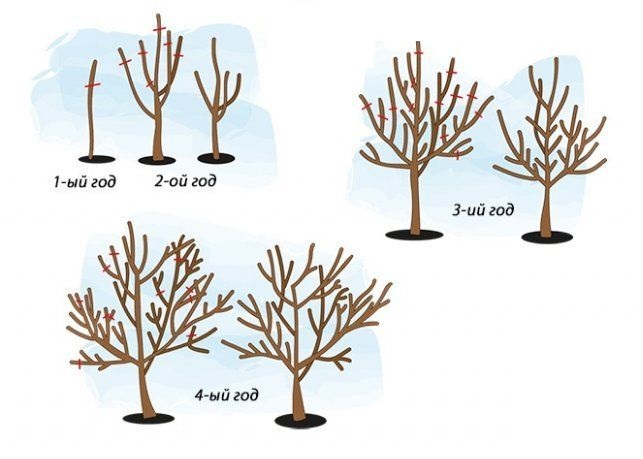 Как произвести обрезку яблони весной, рекомендации специалистов