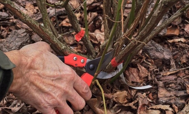 Обрезка ежевики осенью: полезные советы для начинающих садоводов