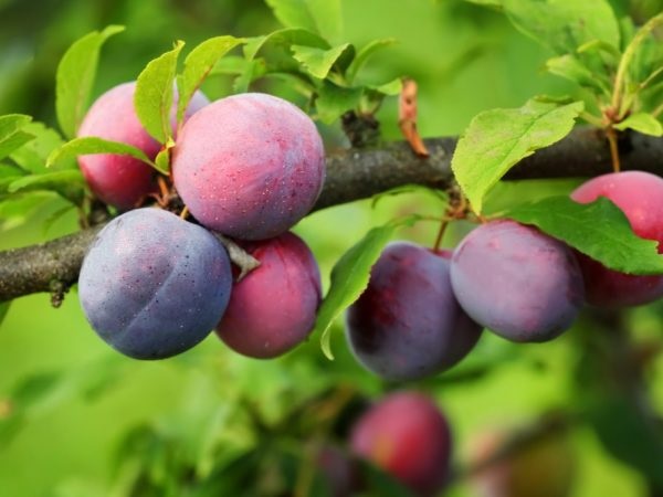 Урожай сливы