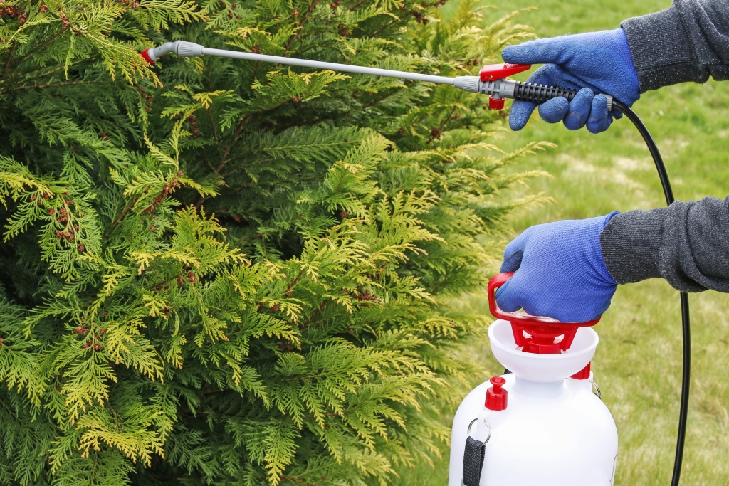 Перед наступлением зимы тщательно осмотрите хвойные растения на наличие вредителей и болезней