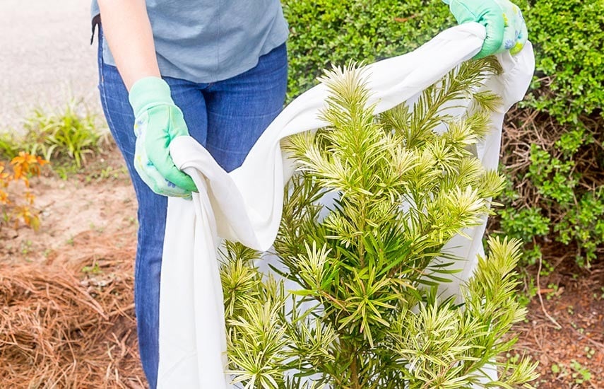 Чтобы защитить хвойные от суровой зимней погоды, необходимо обеспечить им надежное укрытие.