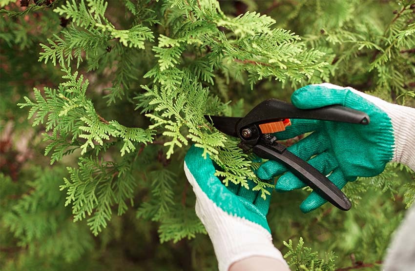 Применение правильной техники при обрезке является ключевым моментом.