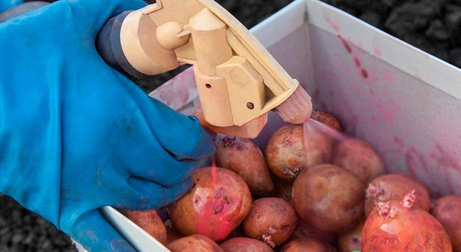 Перед посадкой картофель нужно опрыскать специальными растворами или замочить в них. Перед посадкой картофель нужно опрыскать специальными растворами или замочить в них.