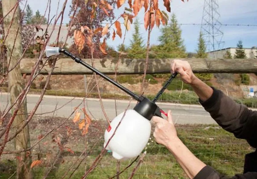 Чем нужно опрыскивать кусты и деревья?