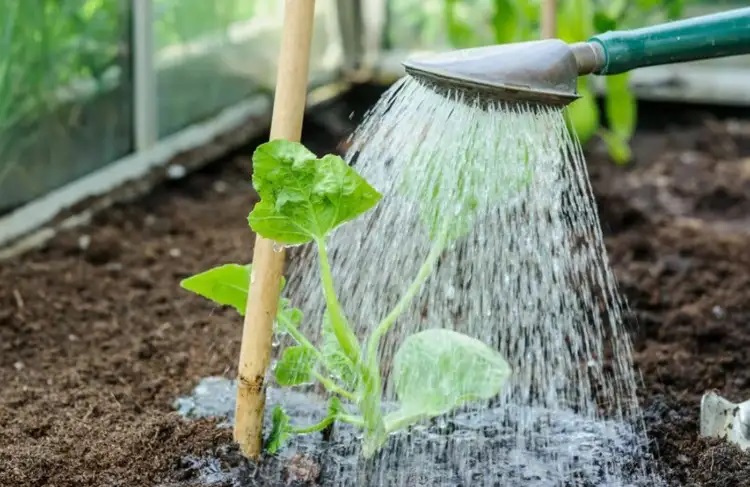 Обильный полив огурцов
