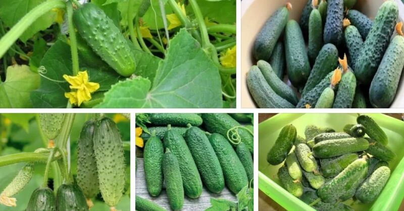 Разновидности огурцов