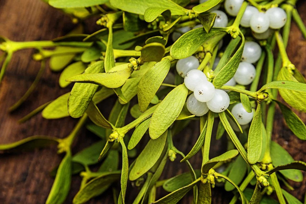 Омела — вічнозелена рослина-напівпаразит, яка утворюється на деревах.