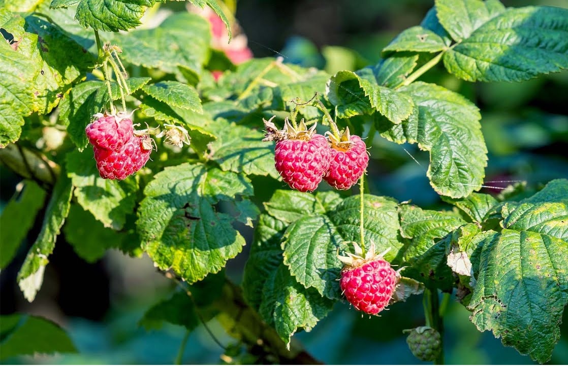 Выращивание малины