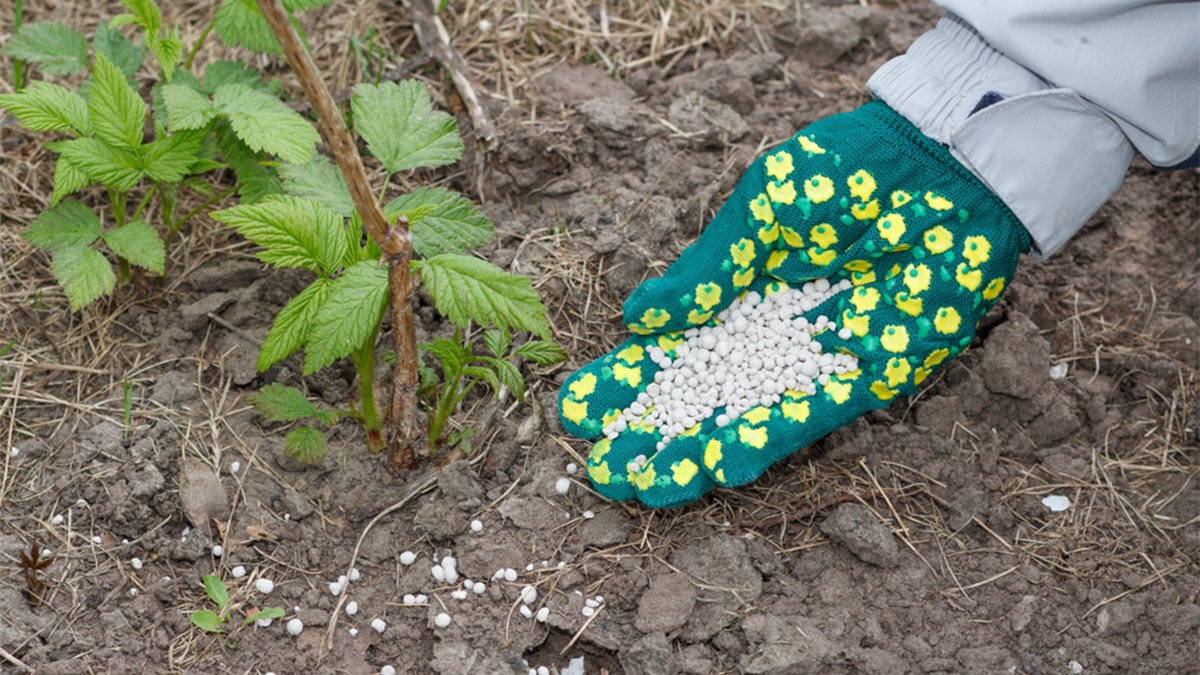 Подкормка малины полезна и нужна.