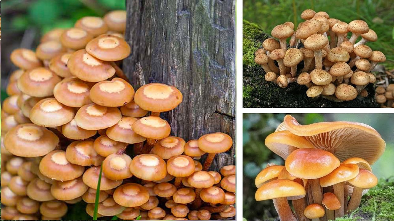 Лучшие виды опят для домашнего выращивания Лучшие виды опят для домашнего выращивания