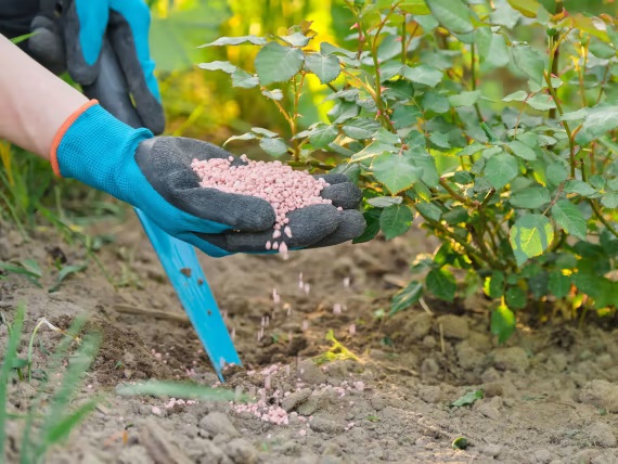 Підживлюють троянди влітку також і мінеральними добривами. Підживлюють троянди влітку також і мінеральними добривами.